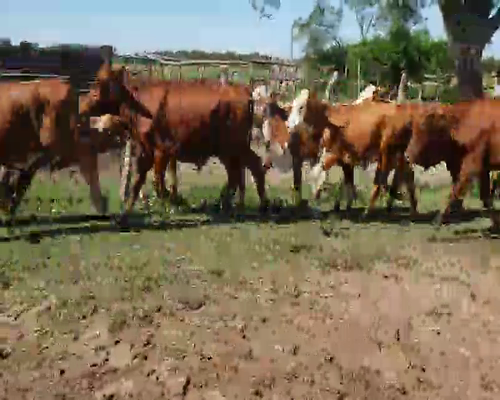 Lote 58 Terneros/as en San Roque, Corrientes