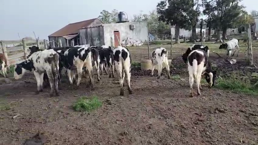 Lote 26 Terneras a remate en Pantalla Camy, San José