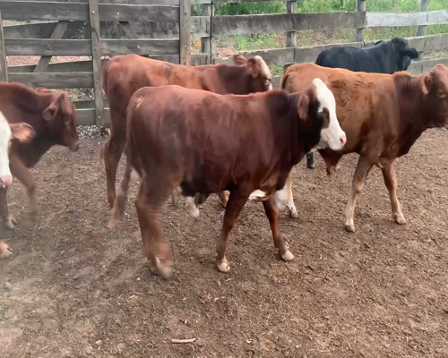 Lote 114 Terneros/as en Juan José Castelli, Chaco