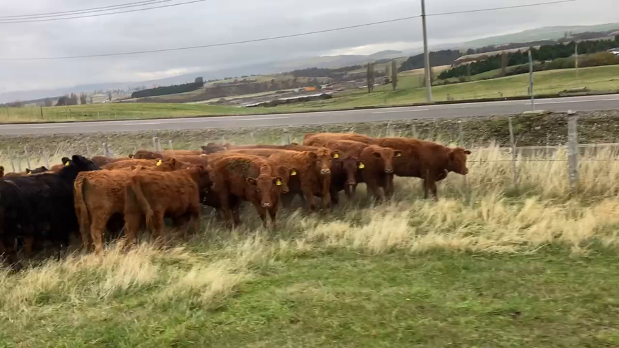 Lote 40 Ternera en Coyhaique, XI Región Aysén