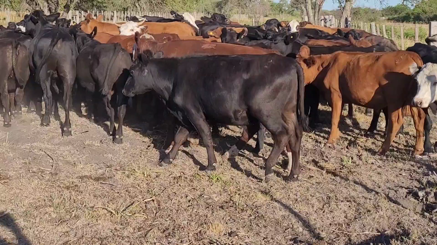 Lote 70 Novillitos en Villaguay, Entre Ríos