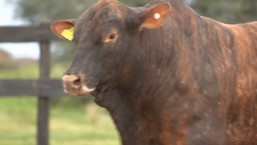 Lote Toros Brangus