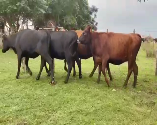 Lote (Vendido)4 Vacas de Invernada AA-CRUZA a remate en Entre Martillos 317kg -  en MUNDO AZUL