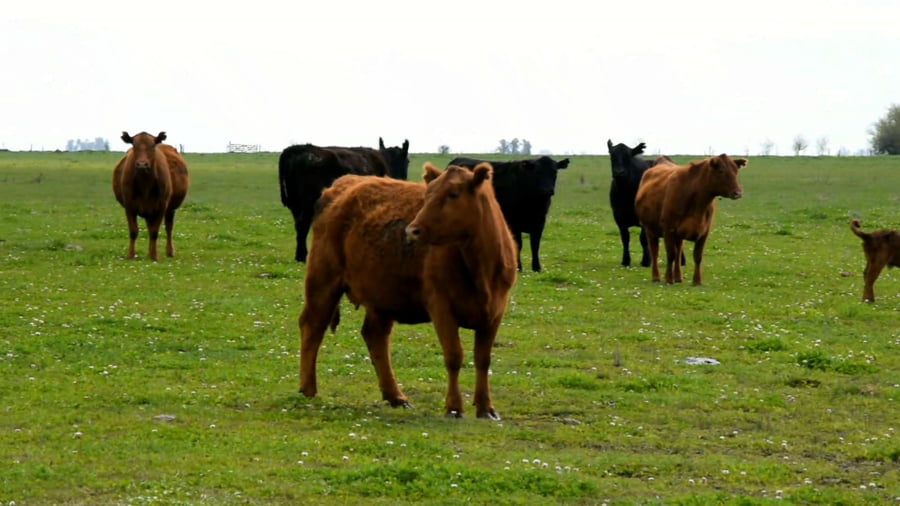 Lote Vaquillonas generales al parir