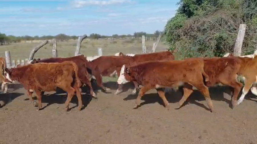 Lote 147 Terneros/as