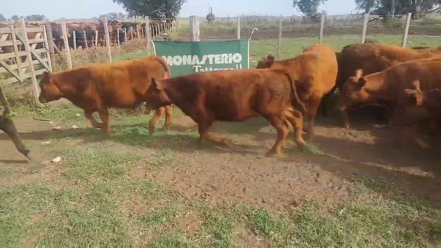 Lote 70 Terneros