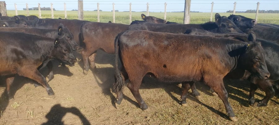 Lote 75 Vaquillonas en Tres Arroyos, Buenos Aires