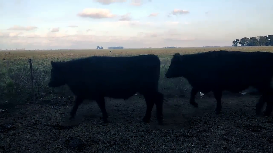 Lote 13 Novillos en Olavarrria