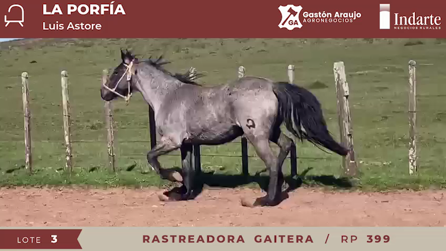Lote RASTREADORA GAITERA