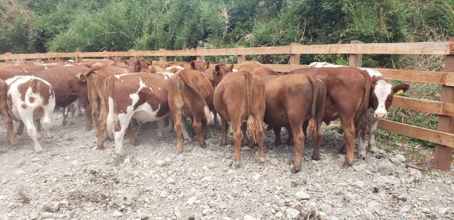 Lote 60 Novillo Engorda en Futrono, XIV Región Los Ríos