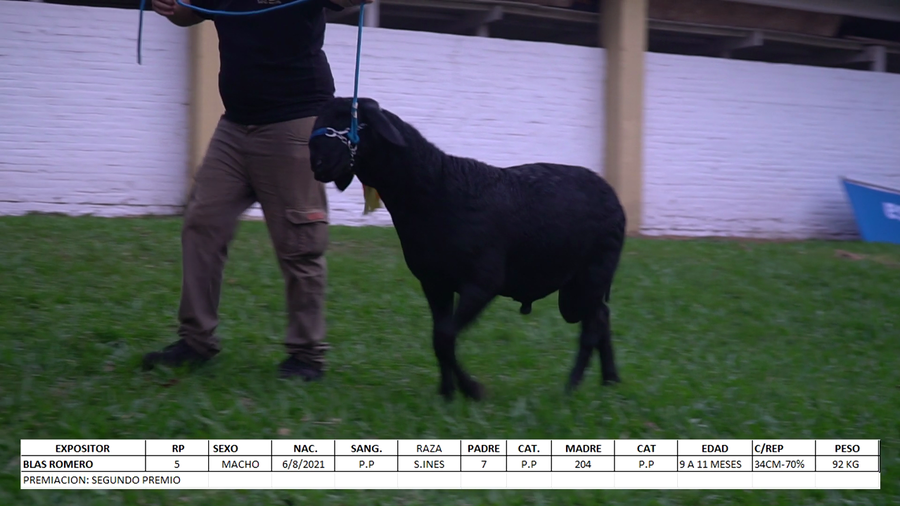 Lote Santa Inés Expo Internacional 2022 - Lote 28