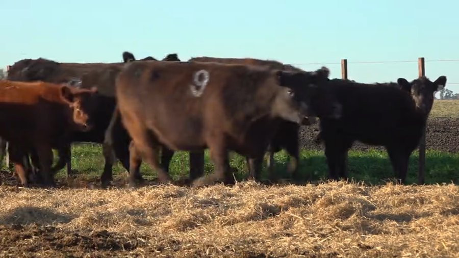 Lote Vaquillas  con Crias Tres Molinos