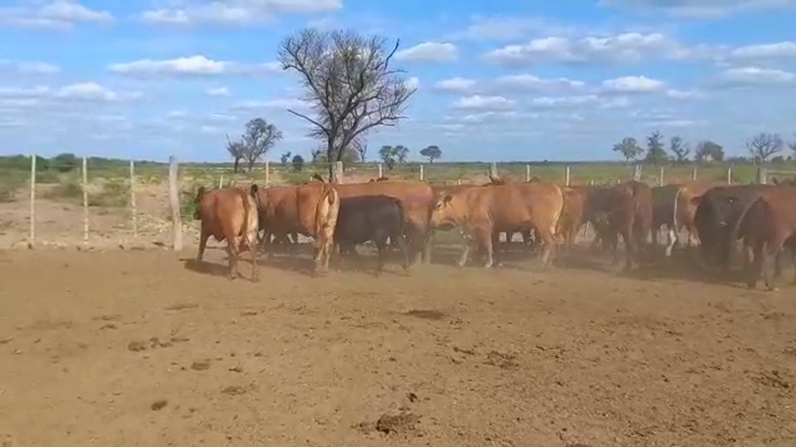 Lote 30 Vacas nuevas C/ gtia de preñez en Las Lomitas, Formosa