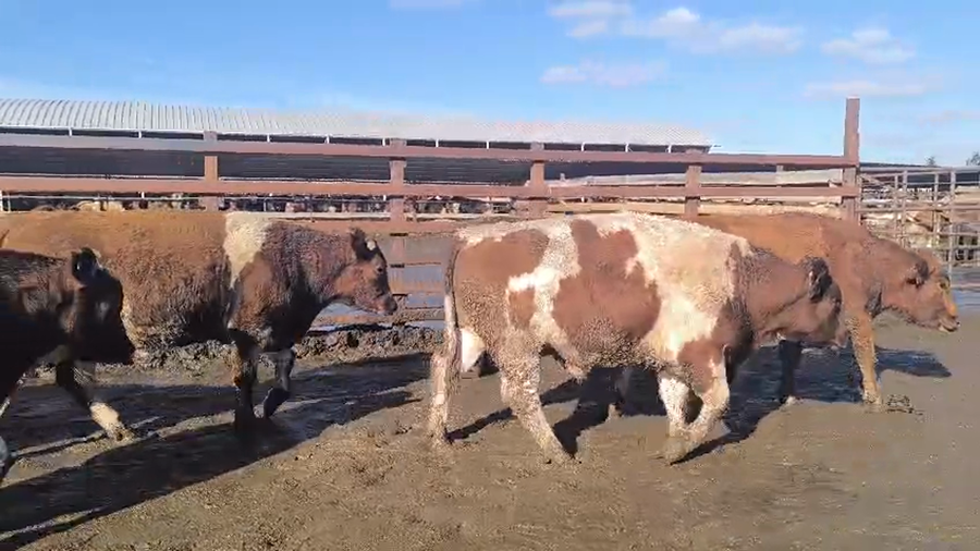Lote 20 Novillo Gordo en Los Ángeles, VIII Región Biobío