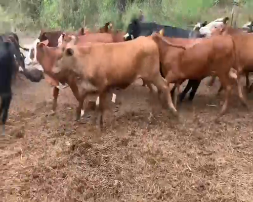 Lote 70 Terneras en Juan José Castelli, Chaco