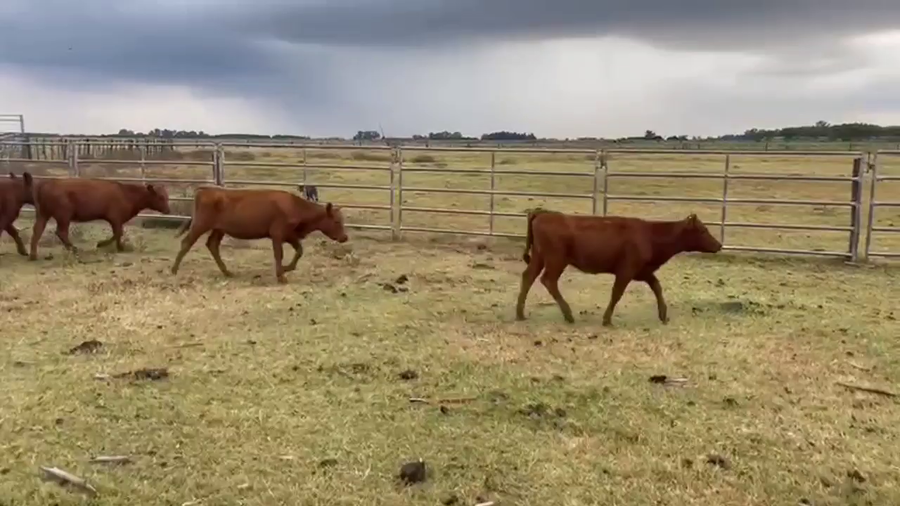Lote 41 Terneras en Gral. Paz, Buenos Aires