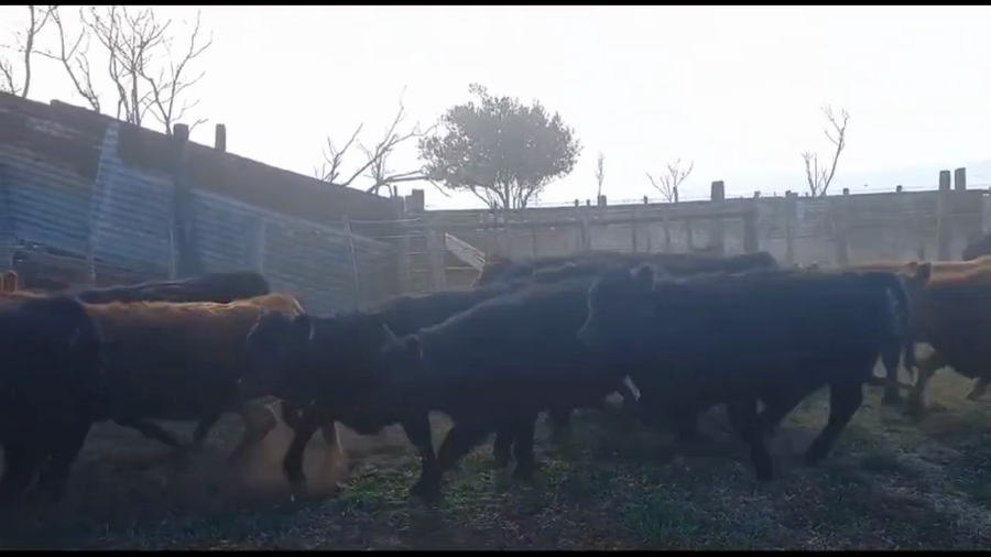 Lote 26 Terneros/as en Carhue