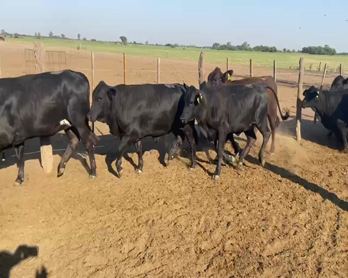Lote 45 Vaquillonas C/ gtia de preñez en Ceres, Santa Fe