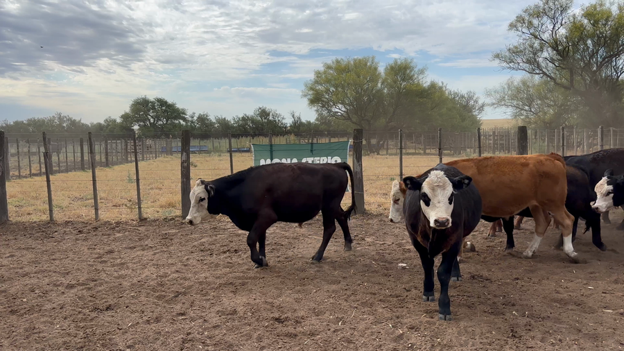 Lote 40 Novillitos y vaquillonas en Darregueira