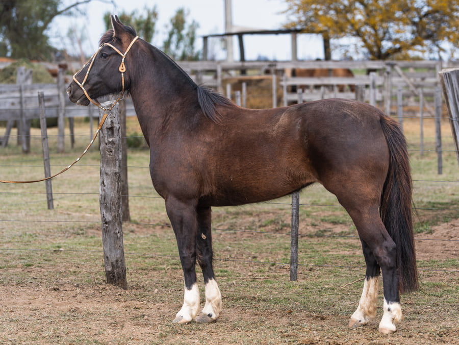 Lote DEL NUEVE VERDULERA