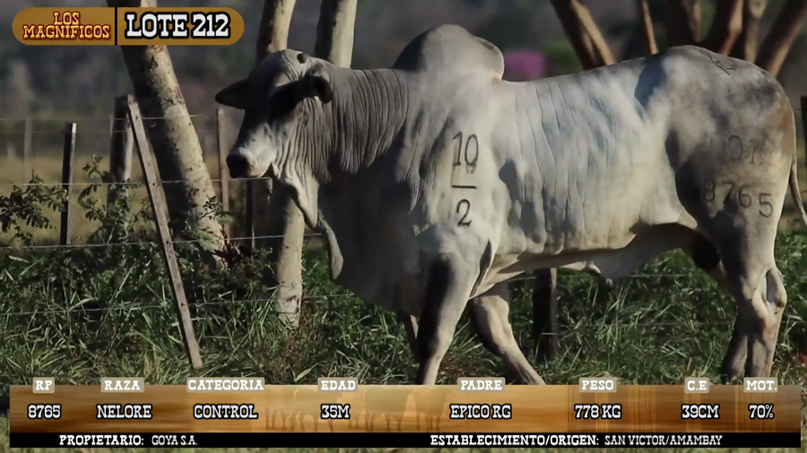 Lote LOTE 212 - POR PANTALLA