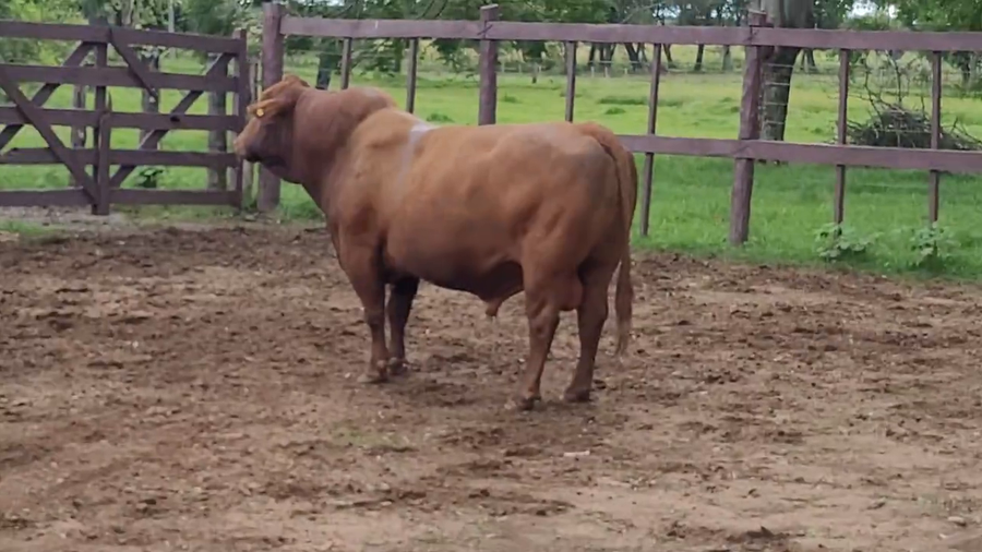 Lote Toros T. Brangus Rojo a remate en Remate de Reproductores, Asunción