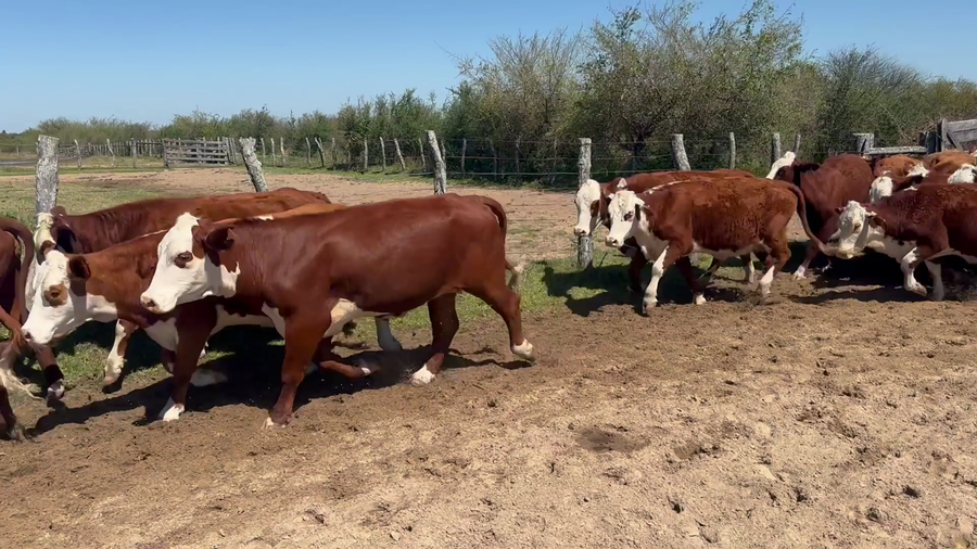 Lote 30 Vaquillonas en Corrientes, Santa Lucía