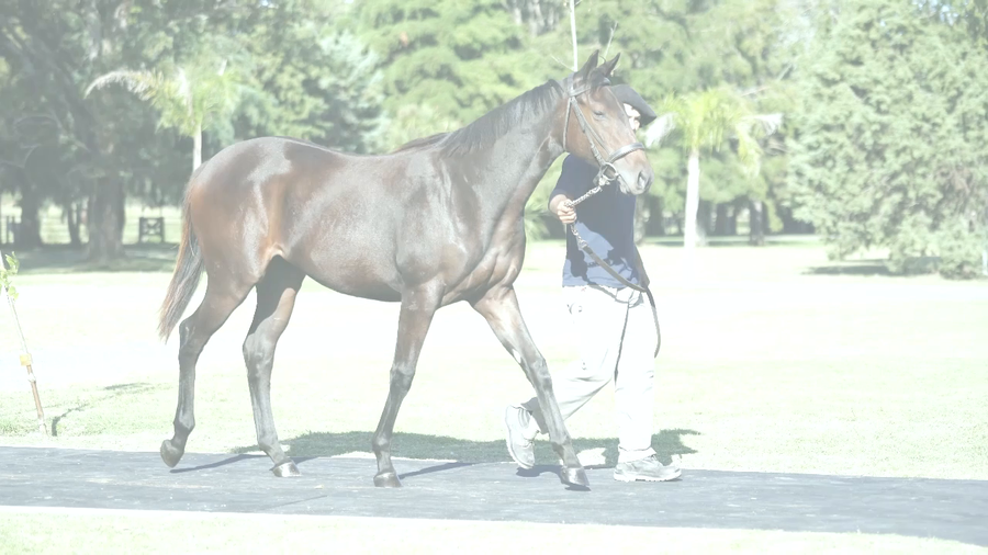 Lote EDI BEACH (TREASURE BEACH -  EDILIA por  Lizard Island)
