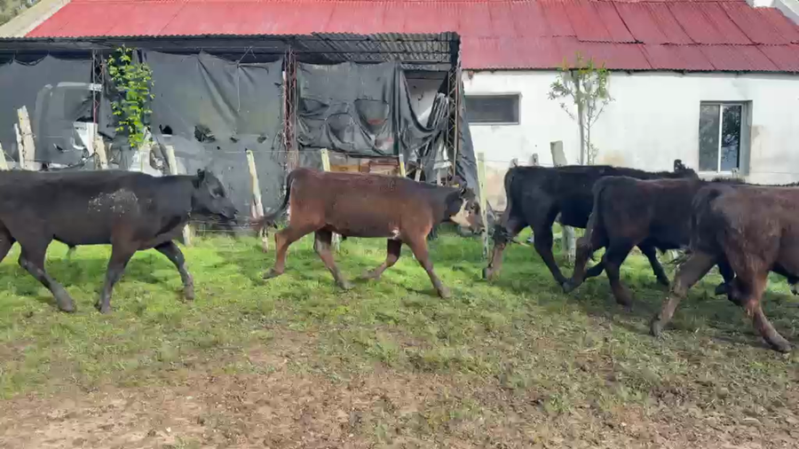 Lote TERNEROS