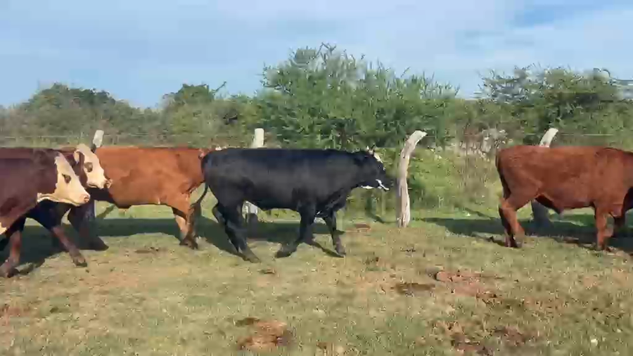 Lote 42 Novillos