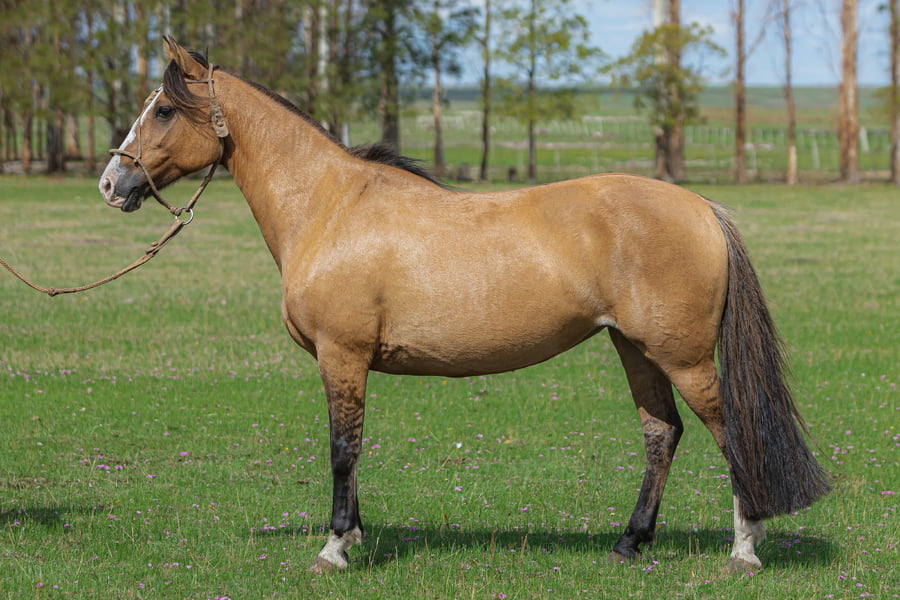 Lote Esperanza Del Malo