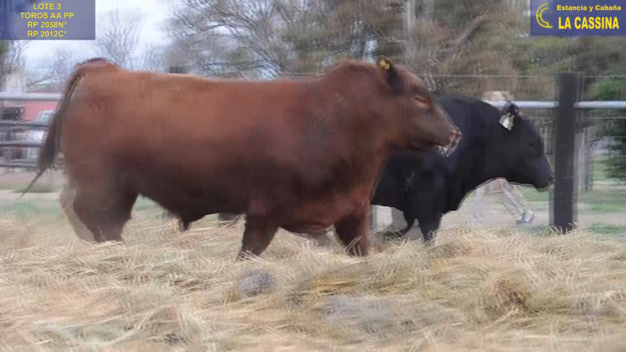 Lote TOROS ANGUS PUROS DE PEDIGREE