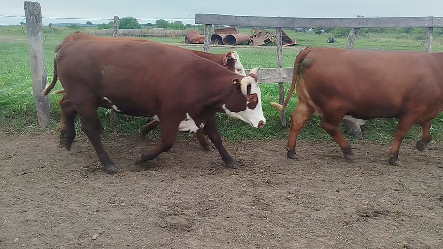 Lote 36 Vaquillonas en Entre Ríos, San Jaime