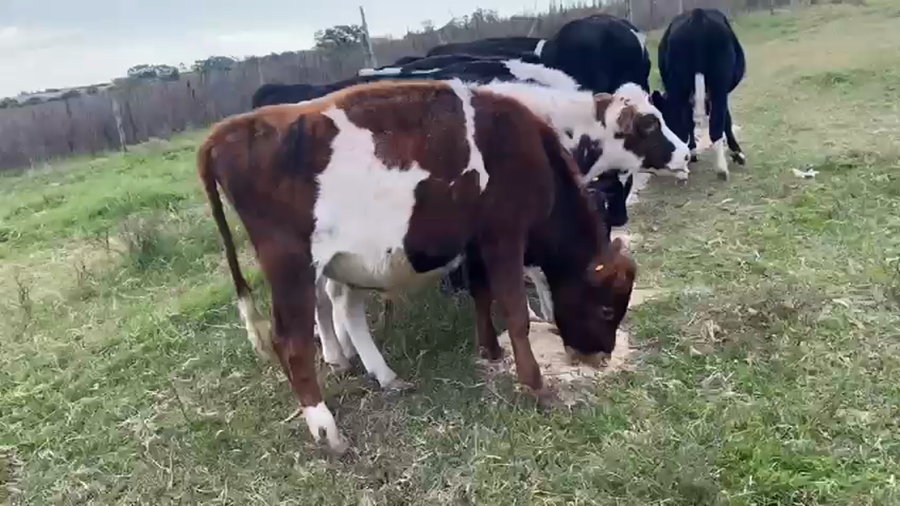 Lote 28 Novillos Holando a remate en Pantalla Camy, Canelones