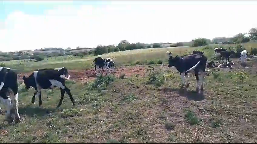 Lote (Vendido)3 Terneros Holando a remate en Pantalla Camy en Jesus Maria