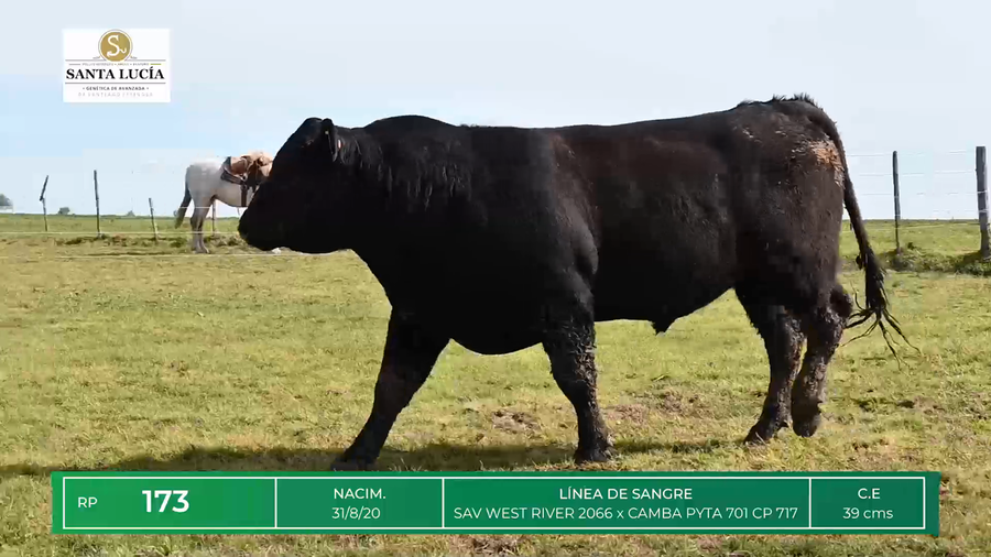 Lote TOROS ANGUS