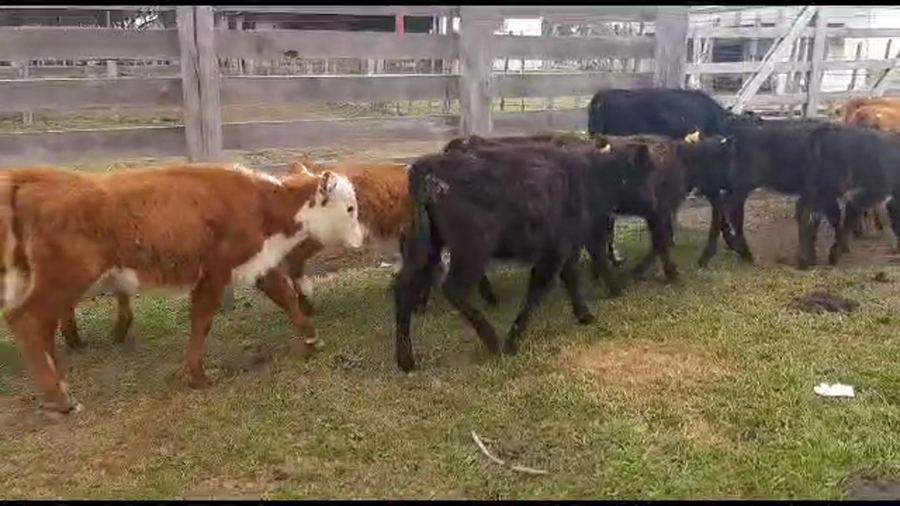 Lote 11 terneras hereford y angus