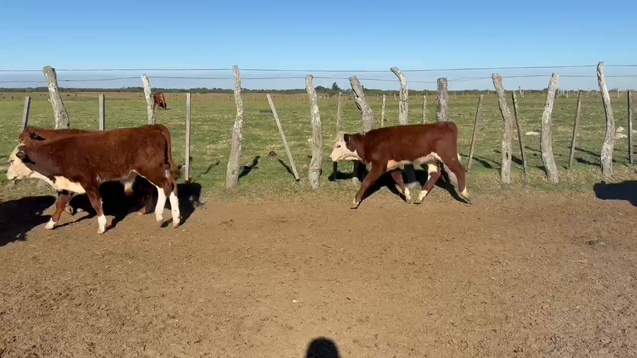 Lote 80 Terneros/as en Corrientes, Mercedes