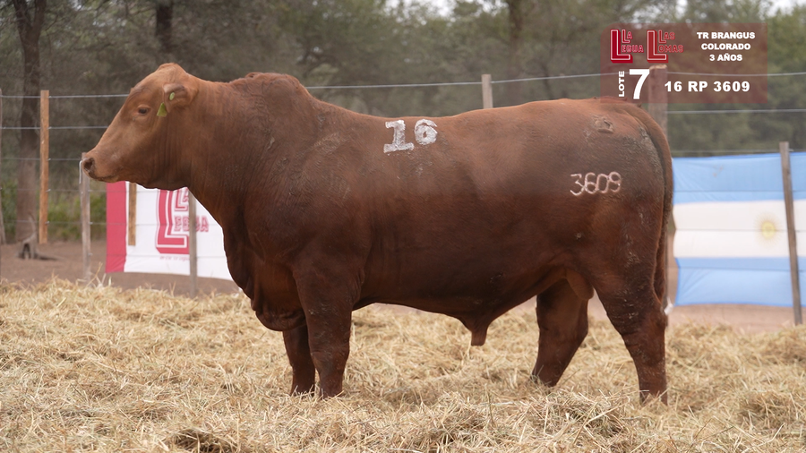Lote BRANGUS COLORADO 3 AÑOS