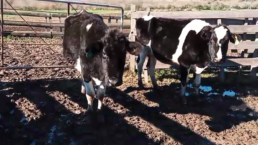 Lote 2 Vacas de Invernada Holando a remate en Pantalla Camy 450kg -  en Ruta 1 Km 70