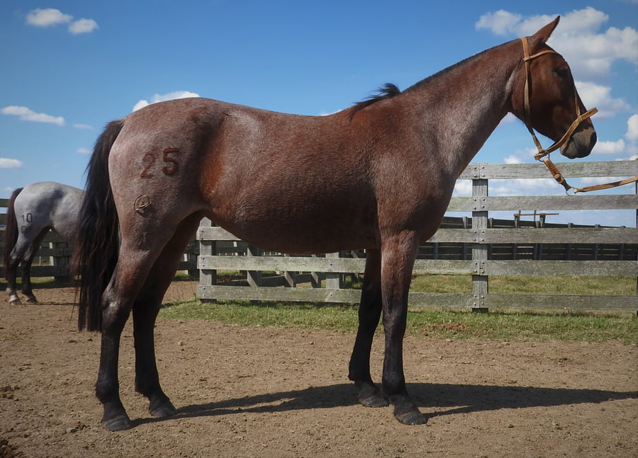 Lote 25 - Maestra Verdes Mares