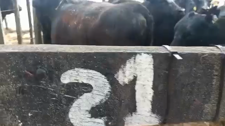 Lote "Corral 21 Vaq. PC para entorar ""Arandu"""