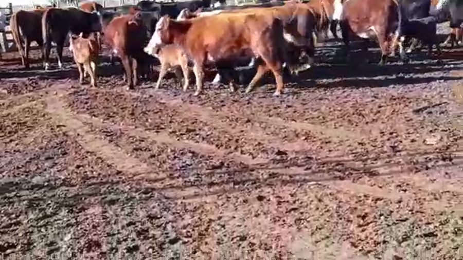 Lote 35 Vacas nuevas C/ cria en La Pampa, Miguel Riglos