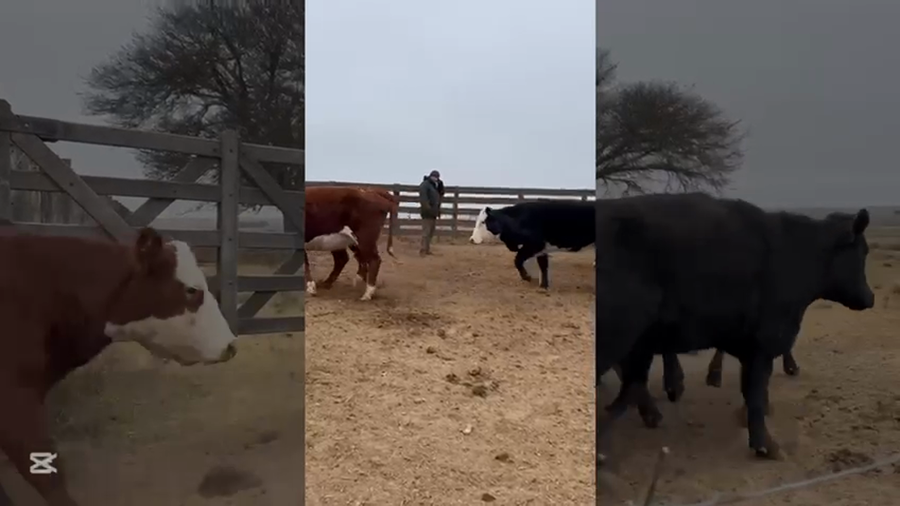 Lote 70 Vaquillonas C/ gtia de preñez