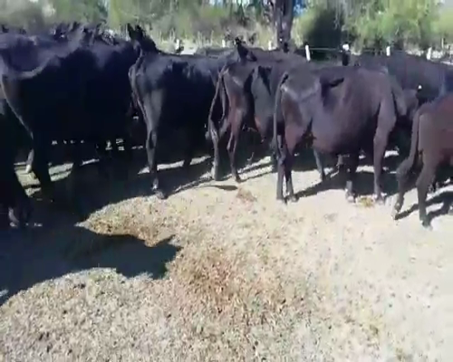 Lote 27 Vacas nuevas C/ cria en Villaguay, Entre Ríos