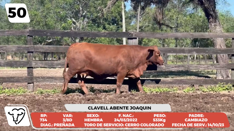Lote LOTE 50