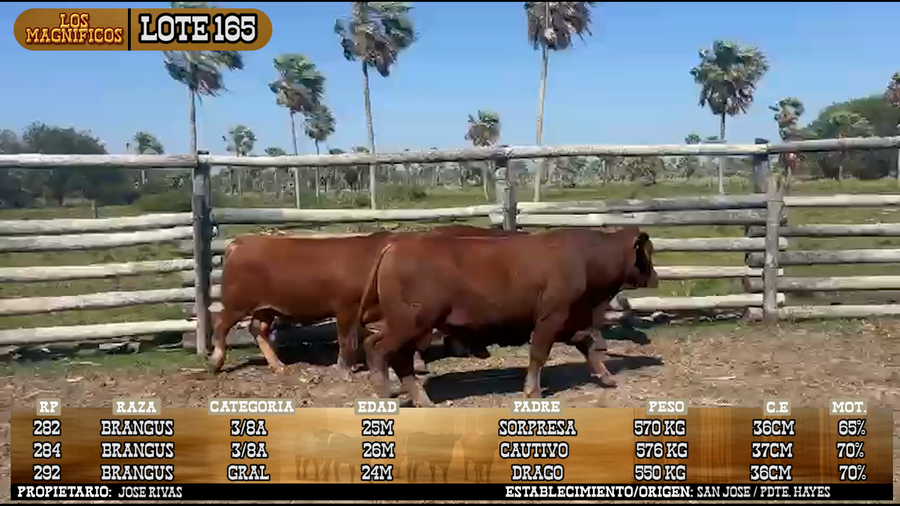 Lote LOTE 165 - VIVO