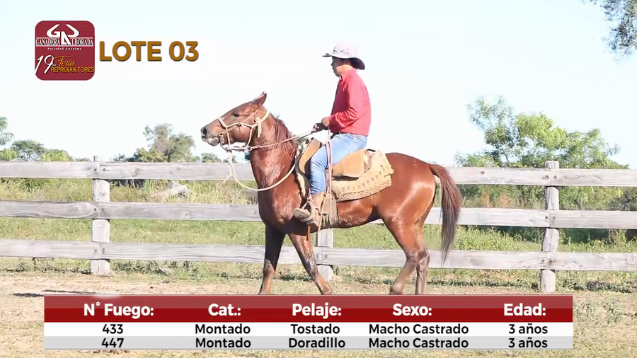 Lote Reproductores de Alborada - Lote 3