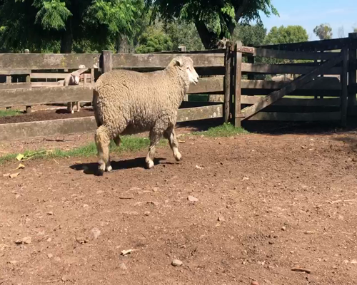 Lote 1 Borregos en Cerro Largo, Cerro Largo