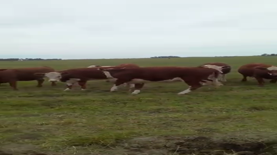 Lote 135 Novillitos y vaquillonas en Buenos Aires, Rauch